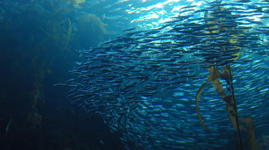 Biodiversity &ndash; investor risks and opportunities